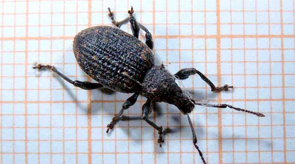 Vine weevil